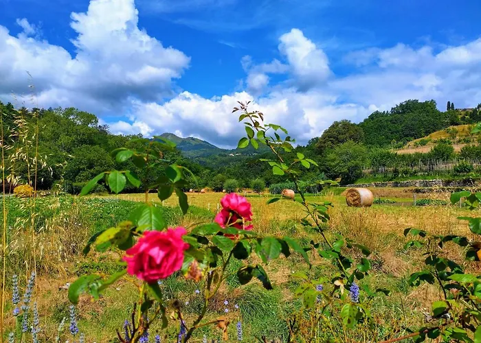 Riorequesa Tiny House *